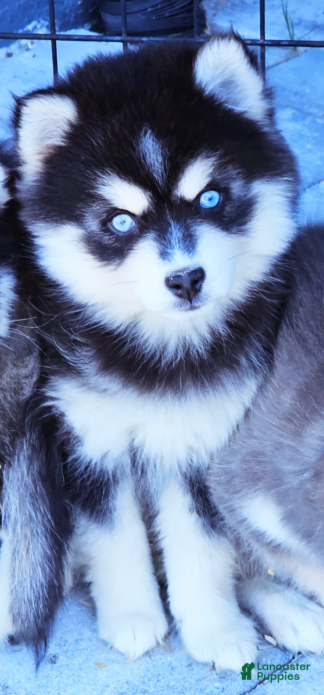 Pomsky dogs for sale: Jenny - Ad 1