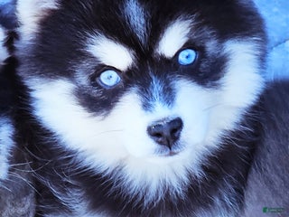 Pomsky dogs Jenny - Ad 4