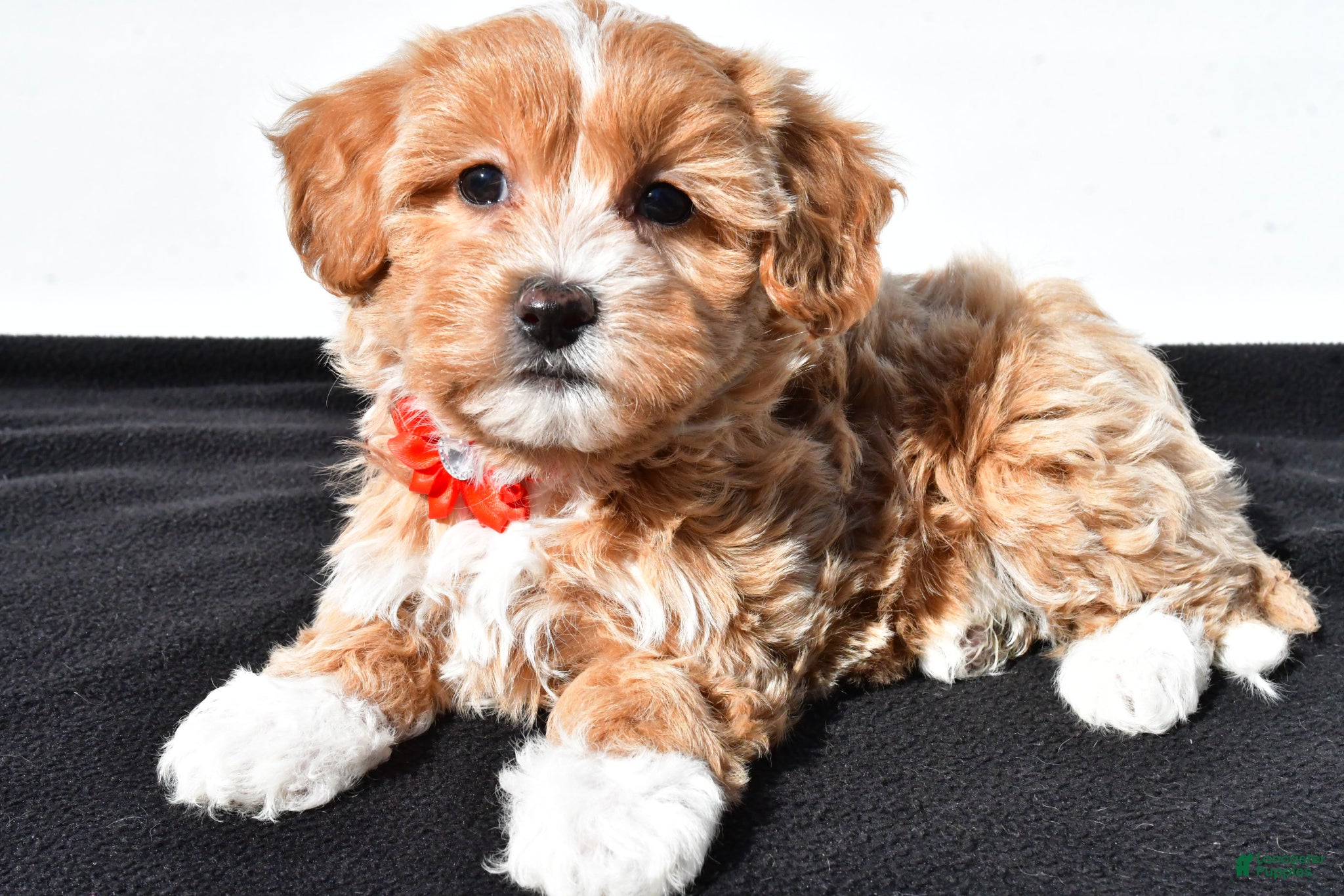 Maltipoo dogs Macey - Ad 1