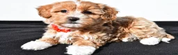 Maltipoo dogs for sale: Macey - Ad 1