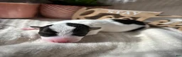 Wire Fox Terrier dogs for sale: Wire Fox Terrier 3 - Ad 2