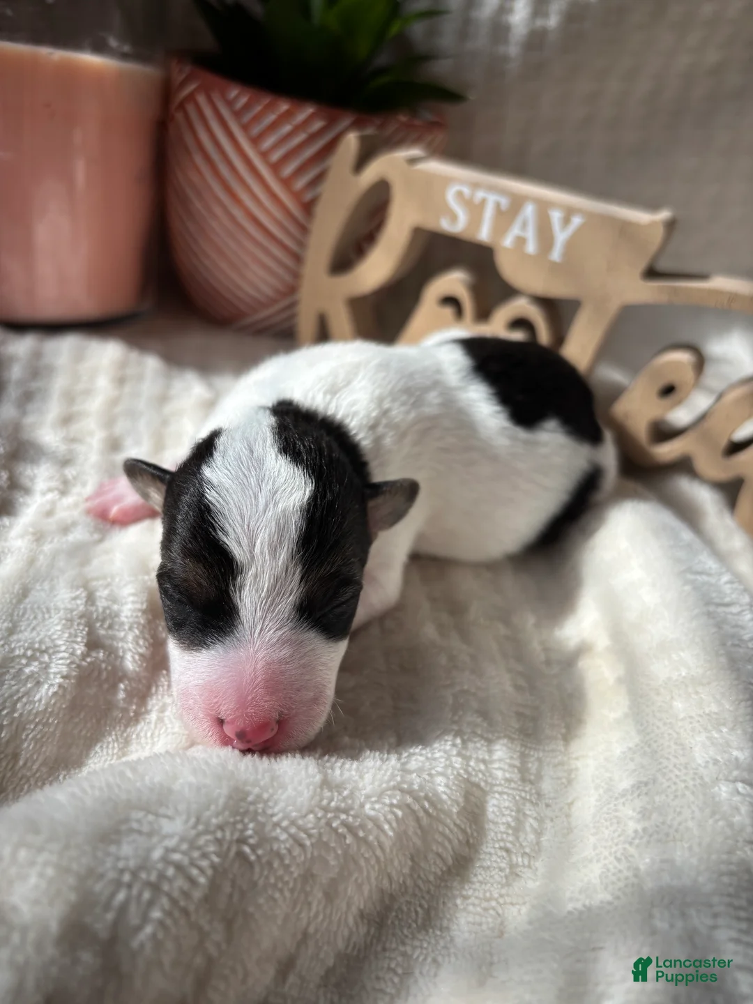 Wire Fox Terrier dogs for sale: Wire Fox Terrier 3 - Ad 2
