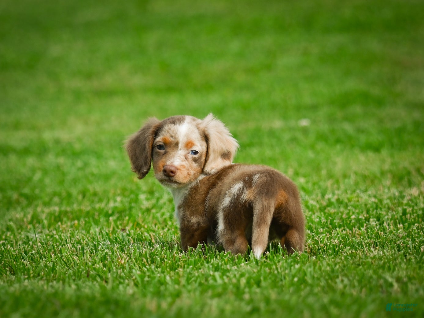 Miniature Dachshund dogs Easton - Ad 2