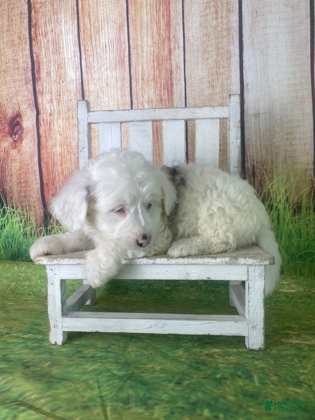 Mini Aussiedoodle dogs for sale: Giovanni - Ad 10