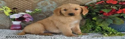 Golden Retriever dogs for sale: Hunter - Ad 5