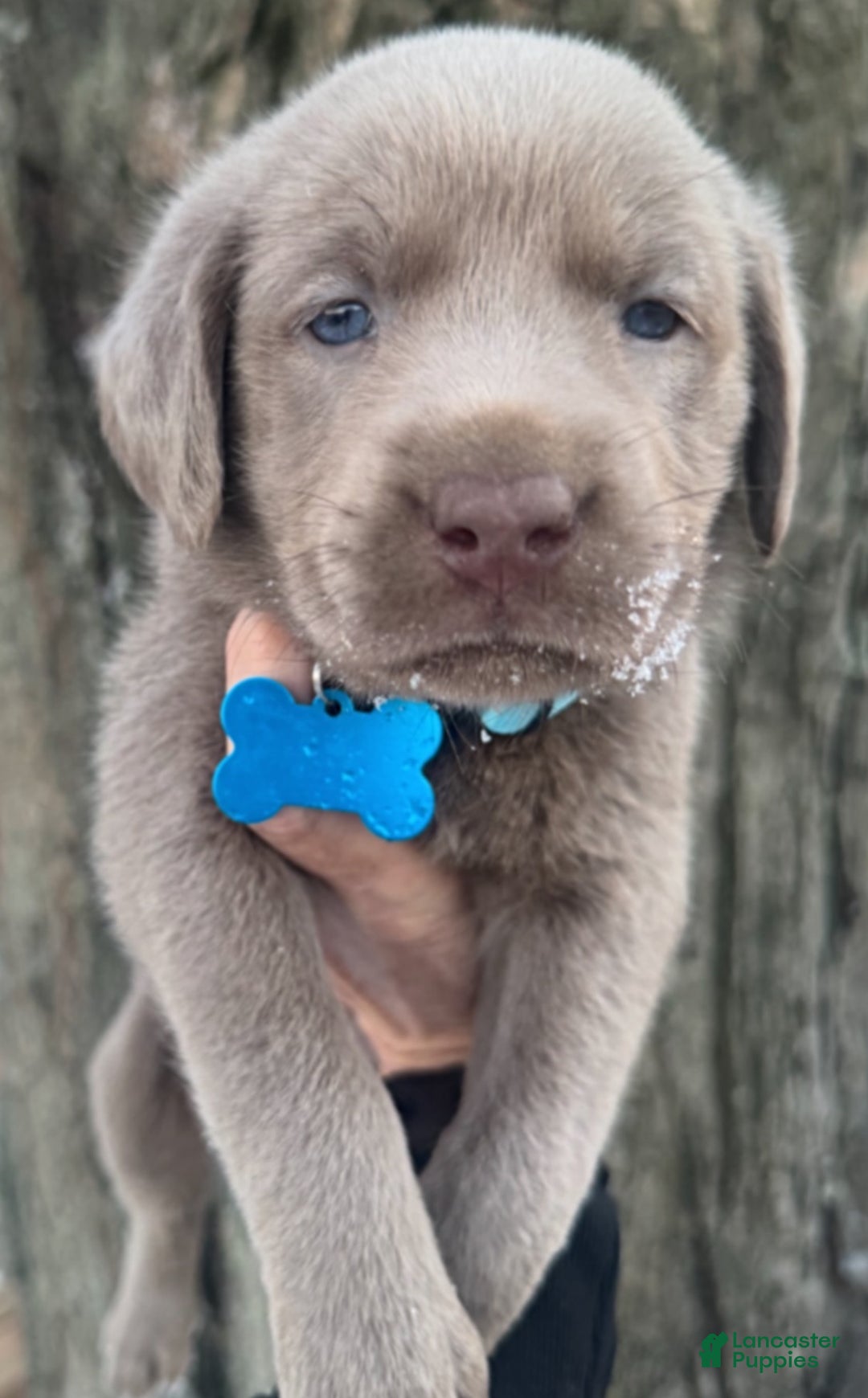 Labrador Retriever dogs for sale: Labrador Retriever Puppy 1 - Ad 15