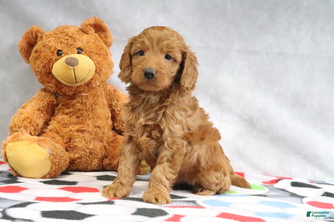Mini Goldendoodle dogs April - Ad 2