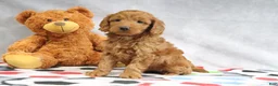 Mini Goldendoodle dogs for sale: April - Ad 2