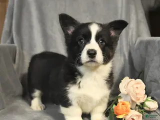Welsh Corgi Pembroke dogs for sale: Blossom - Ad 4