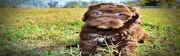 Havapoo dogs for sale: Precious - Ad 16