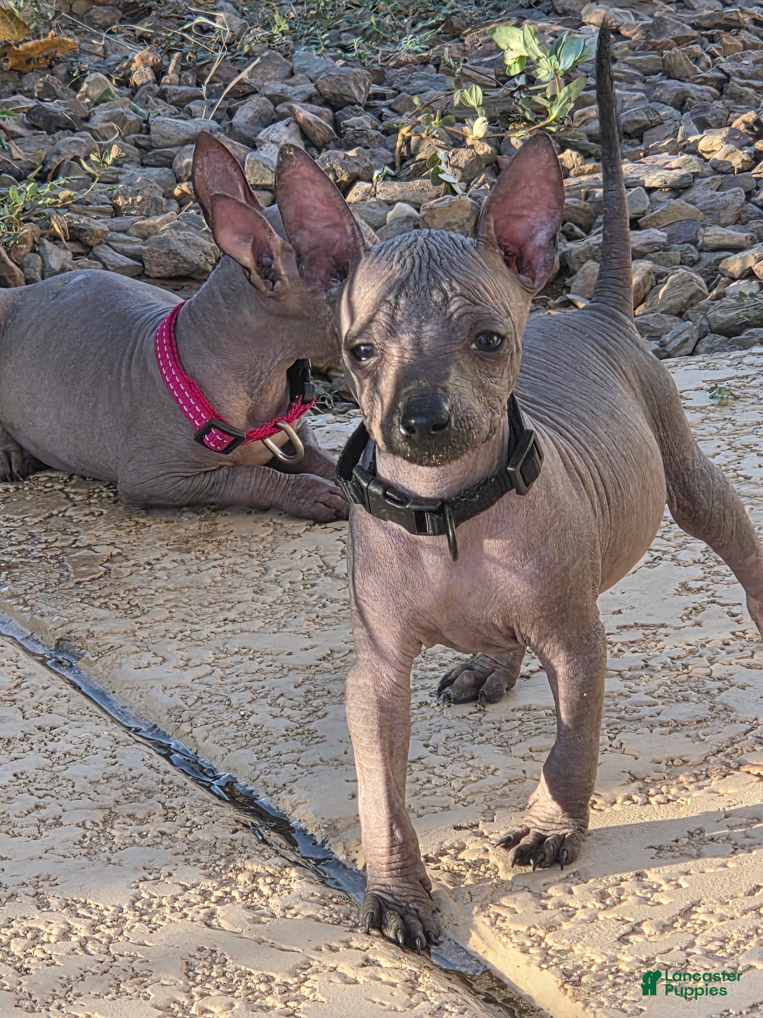 Xoloitzcuintle dogs for sale: boy - Ad 4