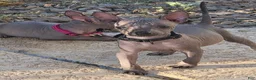 Xoloitzcuintle dogs for sale: boy - Ad 1
