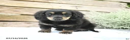 Miniature Dachshund dogs for sale: Duncan - Ad 4