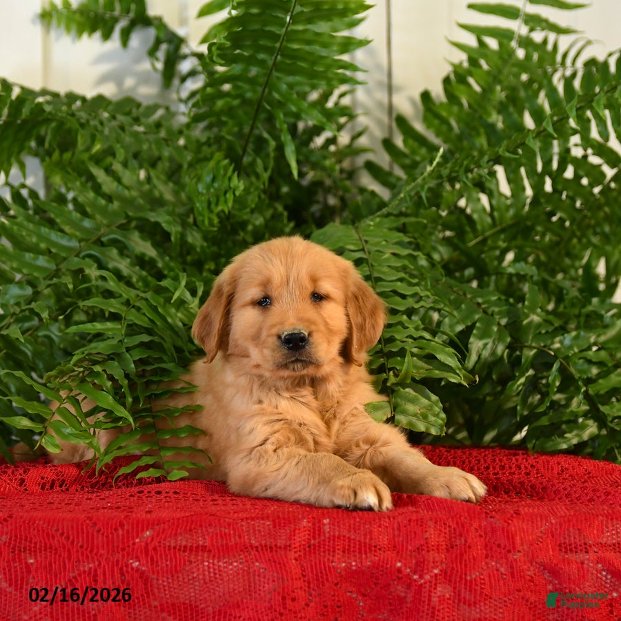 Golden Retriever dogs Brandy - Ad 2