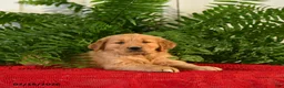 Golden Retriever dogs for sale: Brandy - Ad 2