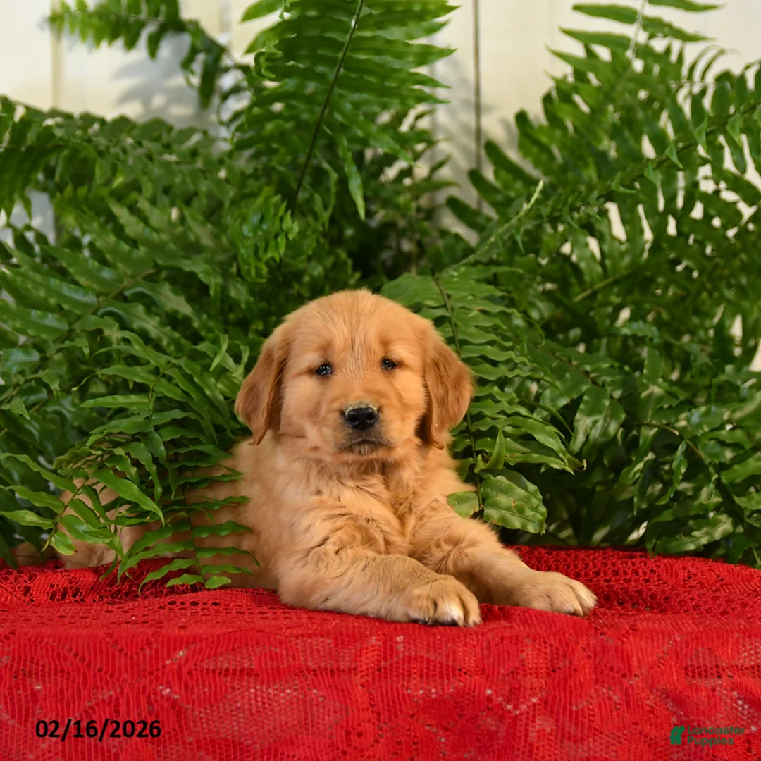 Golden Retriever dogs for sale: Brandy - Ad 2
