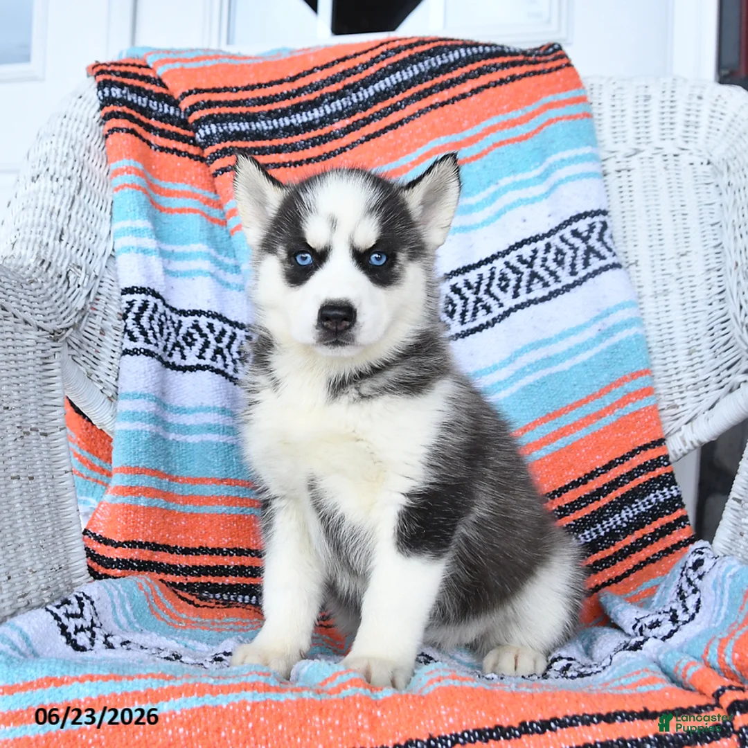 Siberian Husky dogs for sale: Silver - Ad 1