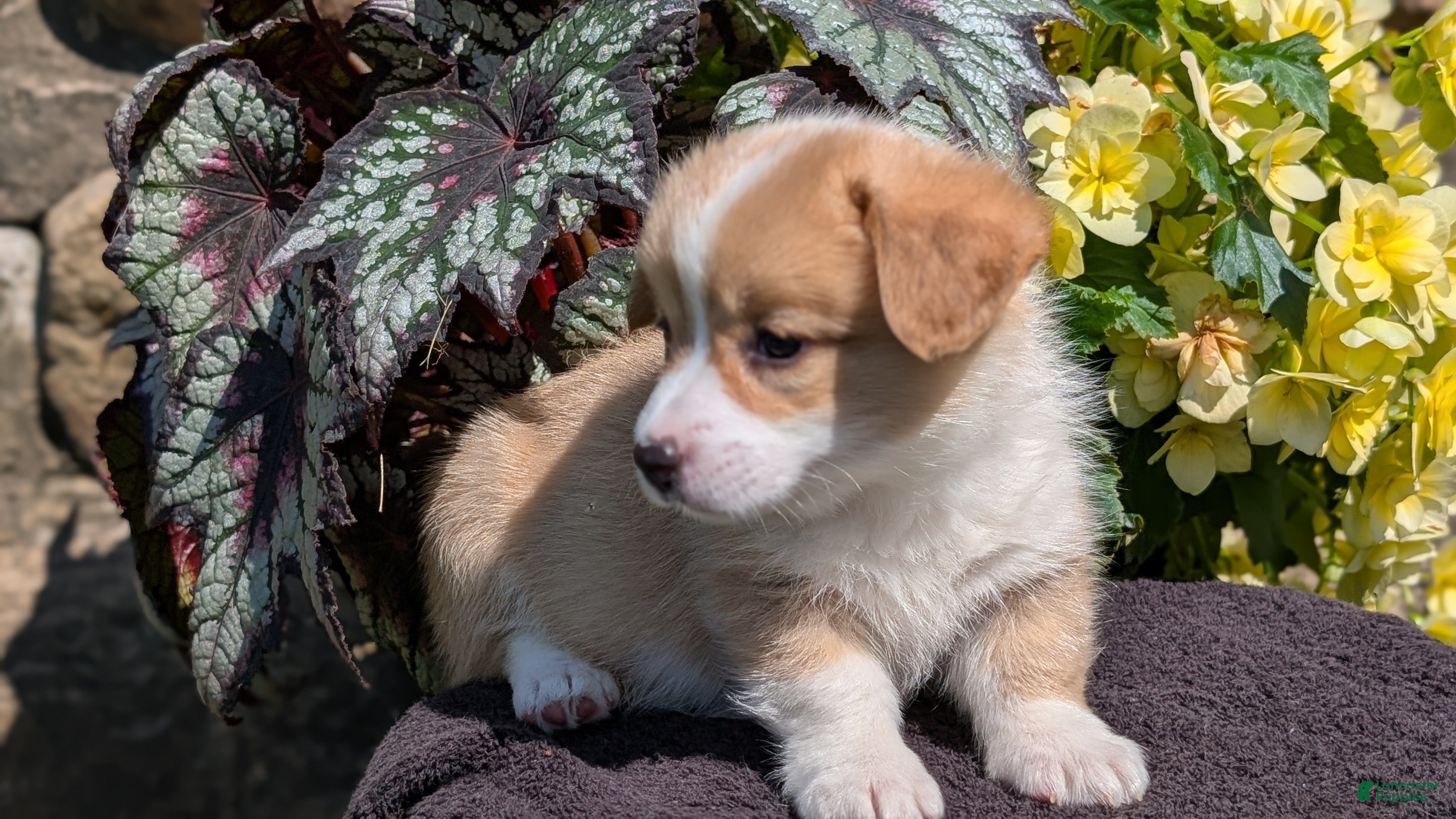 Welsh Corgi Pembroke dogs Nala - Ad 2