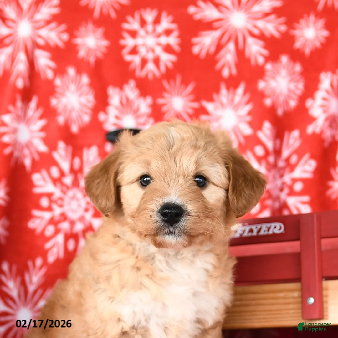 Mixed Breed dogs for sale: Taffy - Ad 4