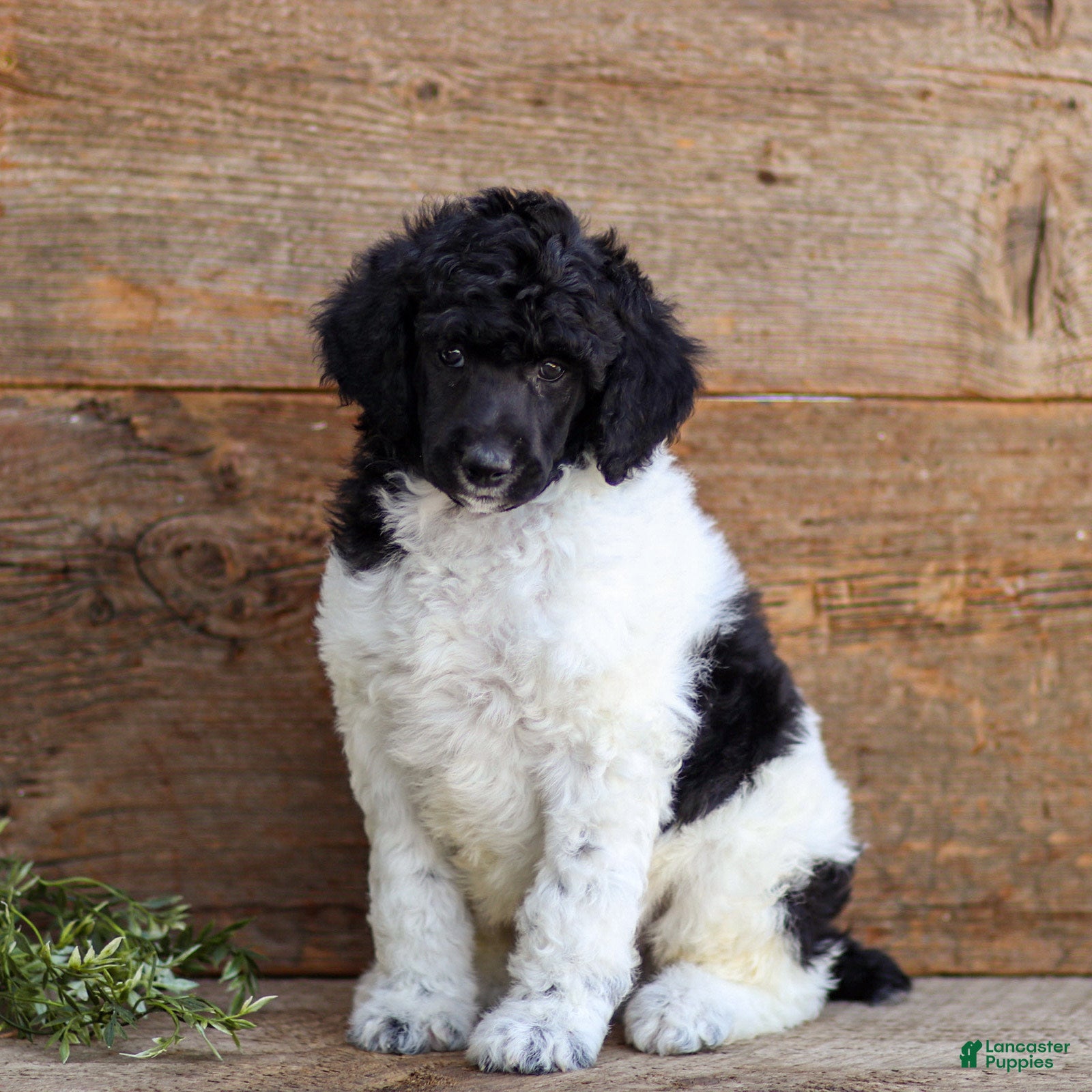 Standard Poodle dogs Freddie - Ad 1