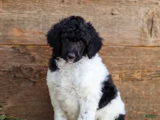 Standard Poodle dogs for sale: Freddie - Ad 2