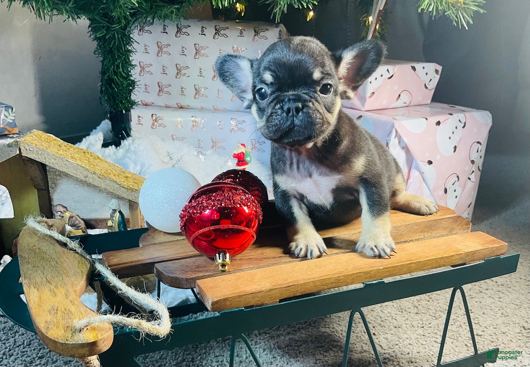 French Bulldog dogs for sale: Chloe  - Ad 6