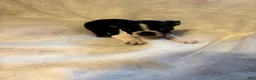 Boston Terrier dogs for sale: Molly - Ad 3