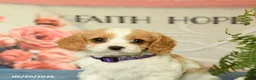 Cavapoo dogs for sale: Magnolia - Ad 5