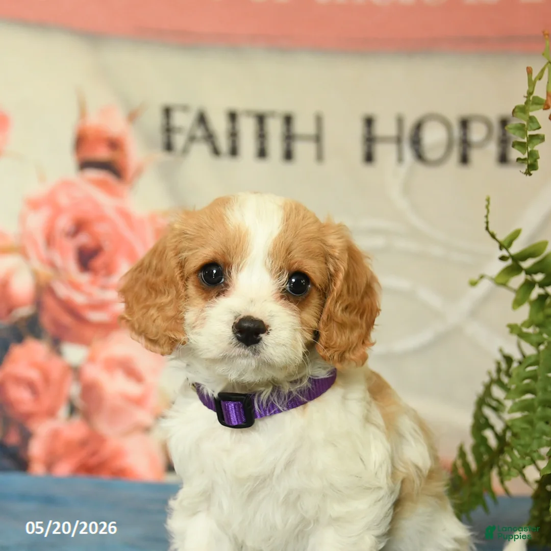 Cavapoo dogs for sale: Magnolia - Ad 5