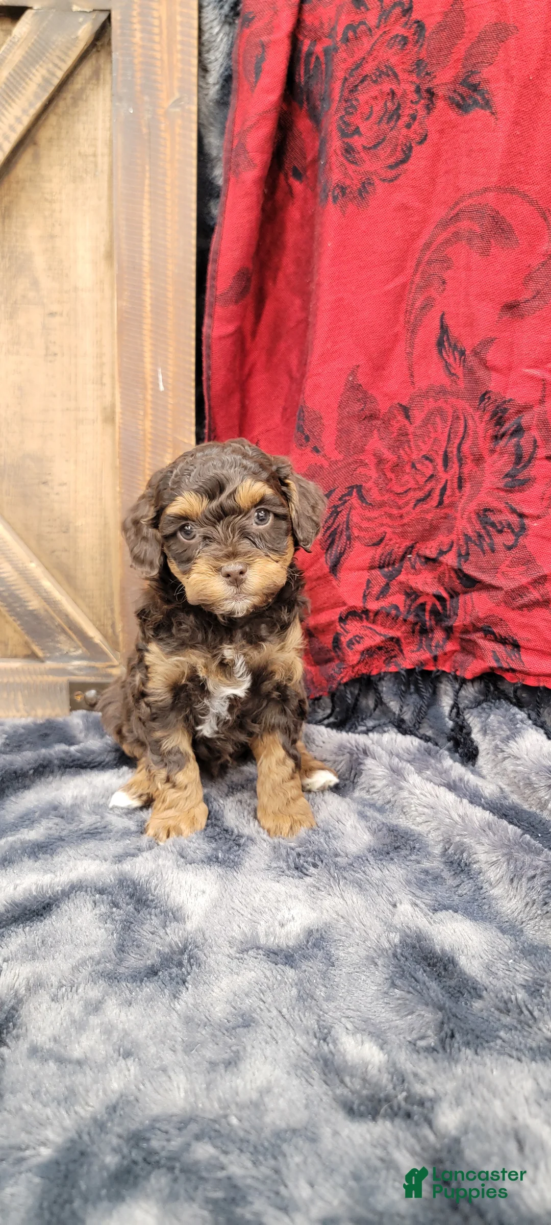Cockapoo dogs for sale: Star - Ad 3