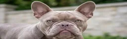 Mixed Breed dogs for sale: Massari - Ad 3