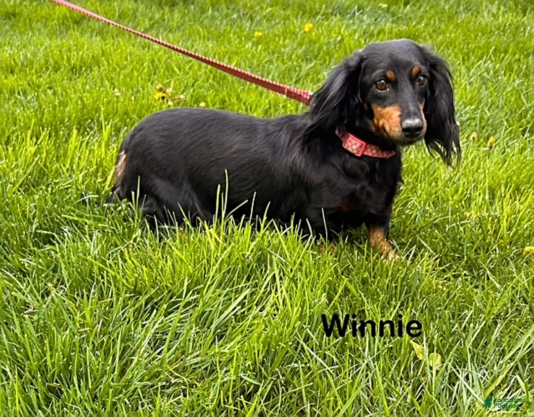 Miniature Dachshund dogs for sale: Mason - Ad 4