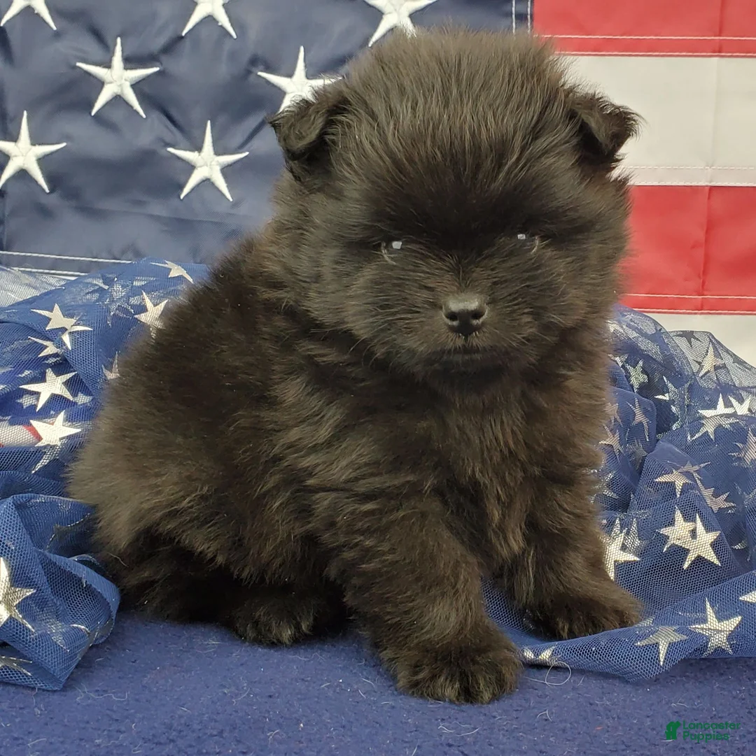 Pomeranian dogs for sale: Gage - Ad 2