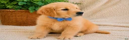 Golden Retriever dogs for sale: Tucker - Ad 3