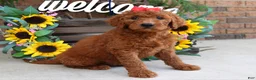 Goldendoodle dogs for sale: Ruby - Ad 3