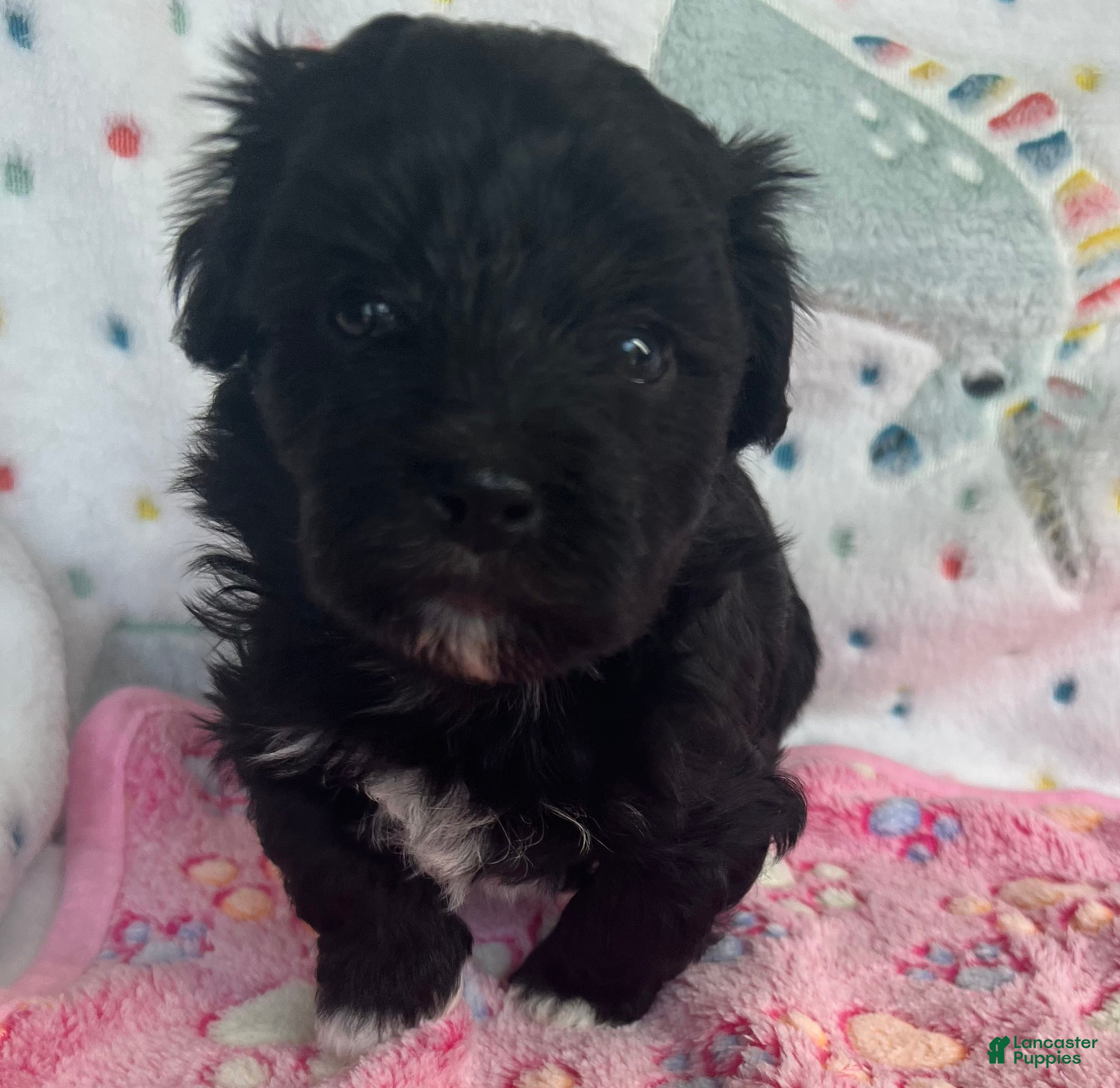 Havanese dogs for sale: Winston - Ad 4
