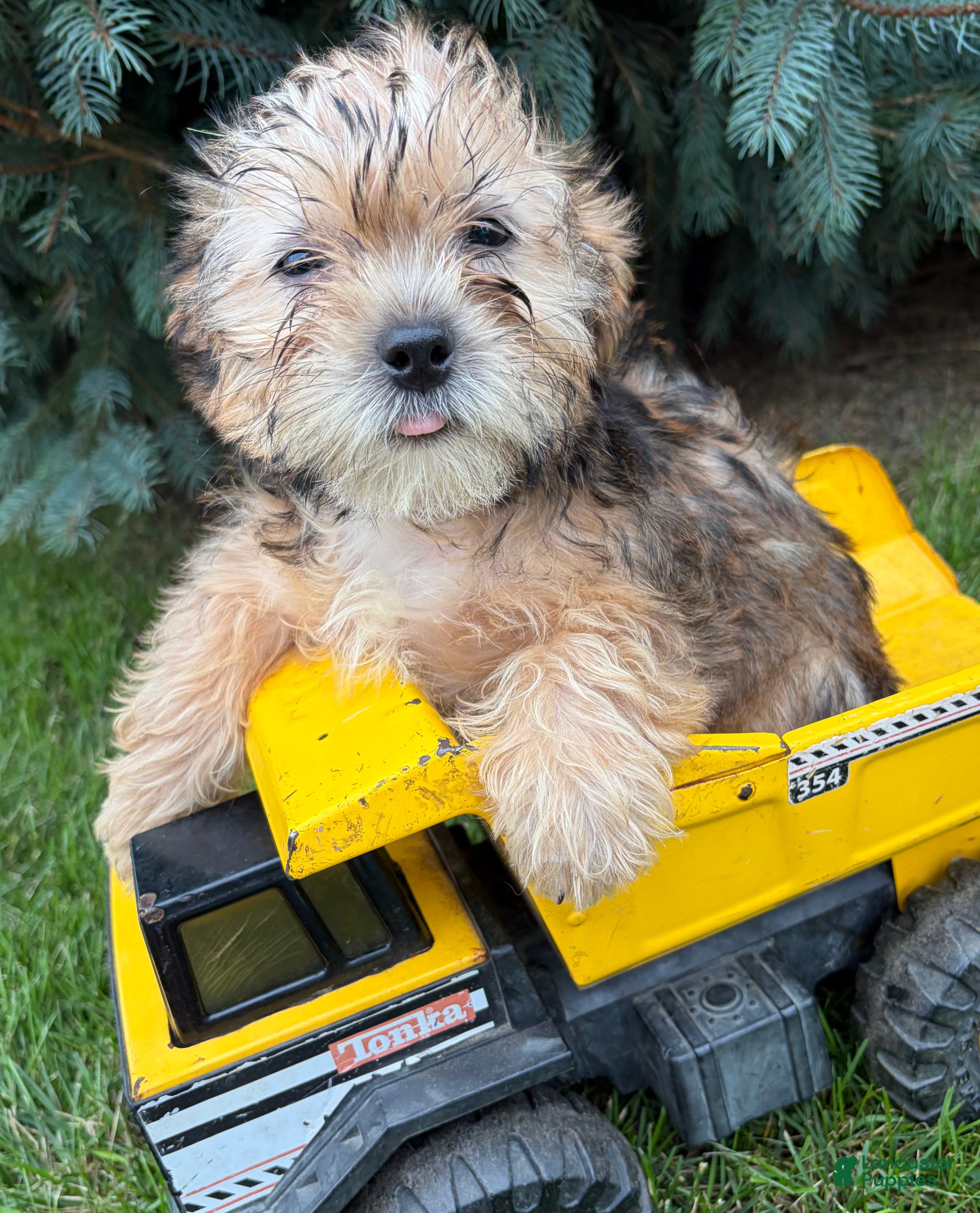 Ace, Shorkie