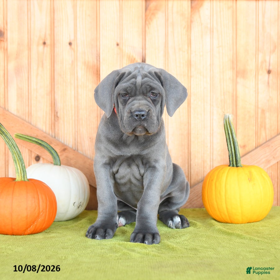 Cane Corso dogs Clementine - Ad 1
