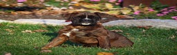 Boxer dogs for sale: Ginger - Ad 1