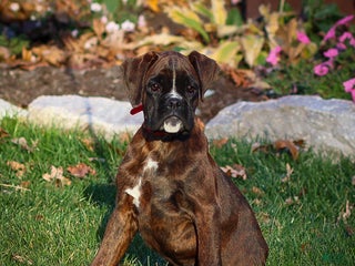 Boxer dogs Ginger - Ad 2