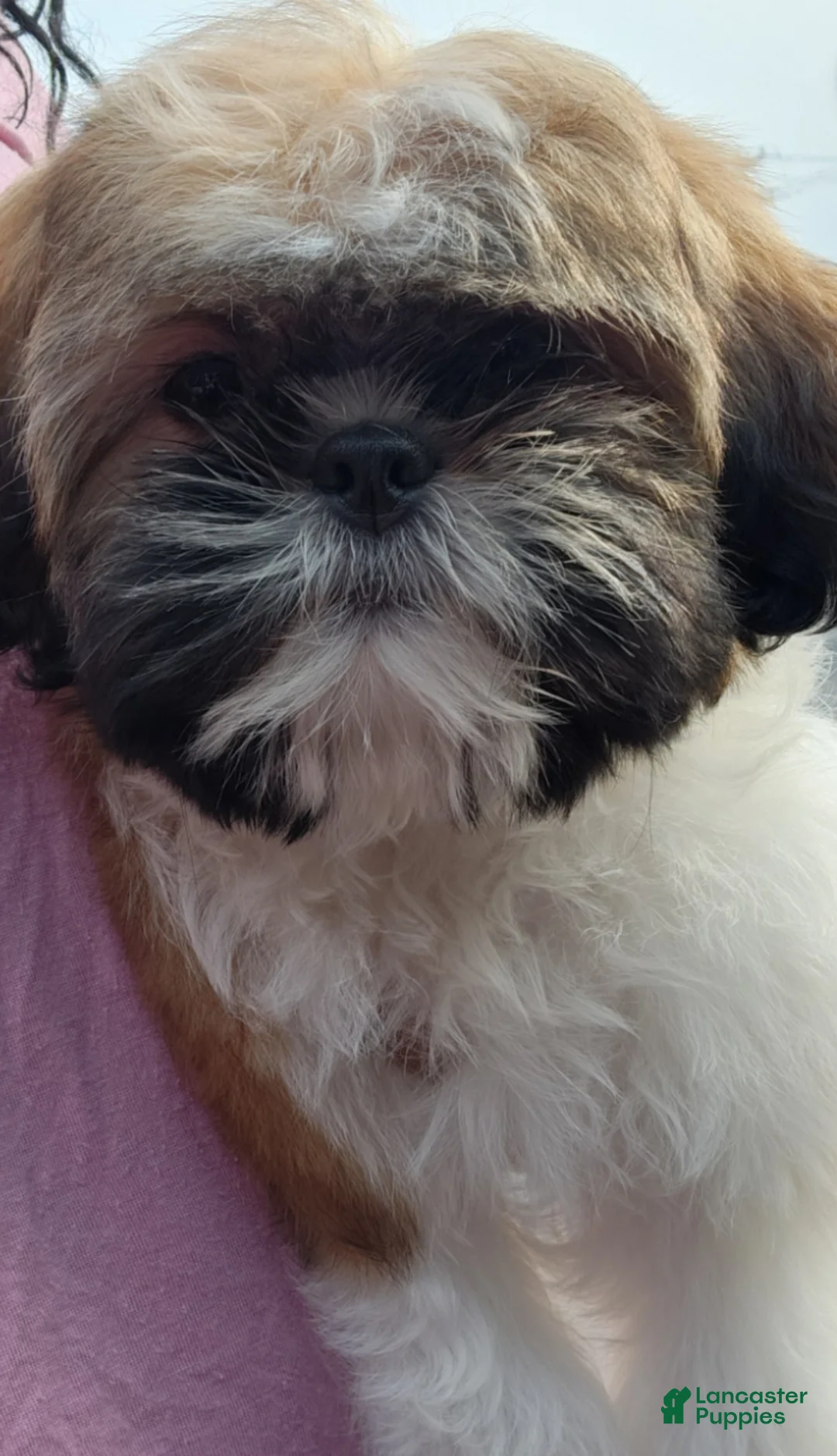 Shih Tzu dogs for sale: Bungee - Ad 1