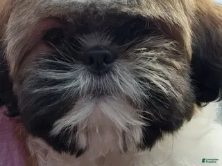 Shih Tzu dogs Bungee - Ad 15