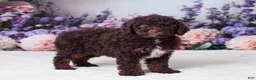 Mini Goldendoodle dogs for sale: Charlie - Ad 3