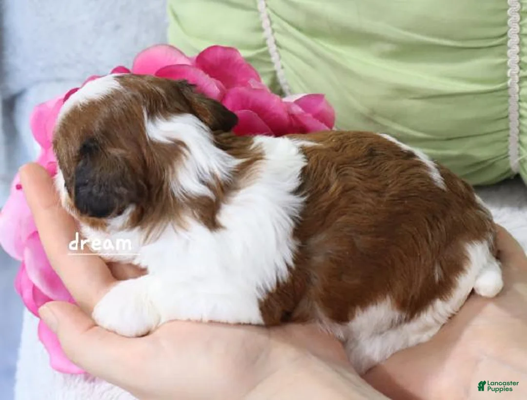 Mixed Breed dogs for sale: Cadence - Ad 2