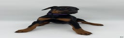 Doberman Pinscher dogs for sale: Purple - Ad 3