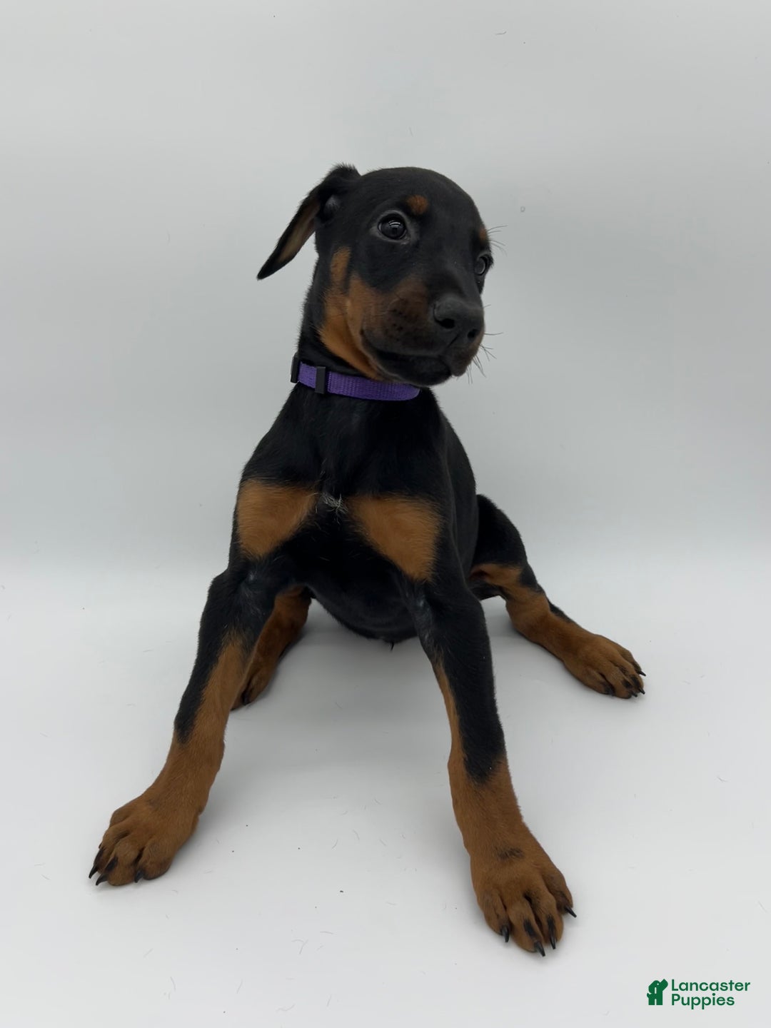 Doberman Pinscher dogs for sale: Purple - Ad 3