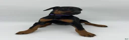 Doberman Pinscher dogs for sale: FULL AKC - Purple - Ad 7