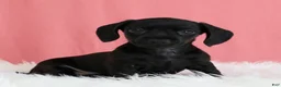 Miniature Dachshund dogs for sale: Cherry 🍒 - Ad 6