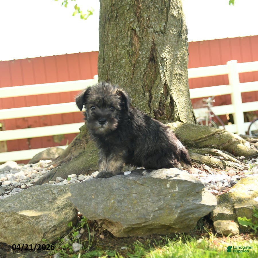 Miniature Schnauzer dogs Lulu - Ad 2