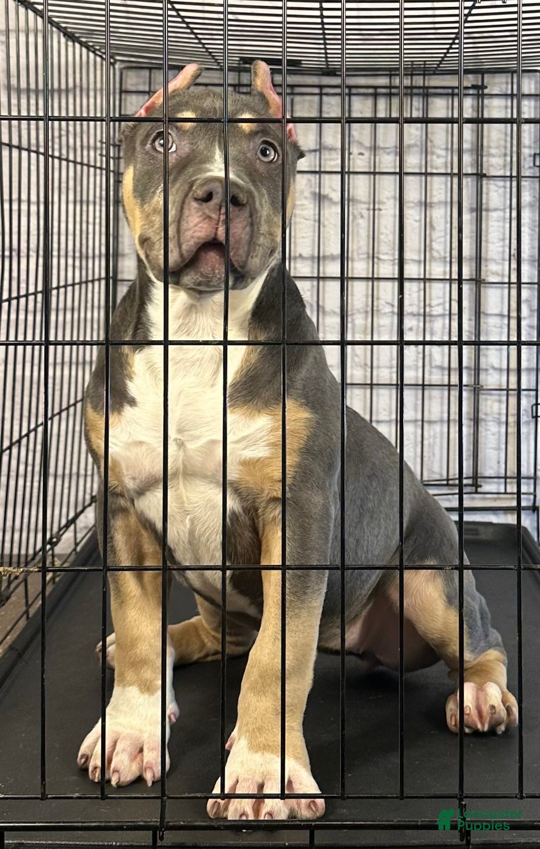 American Bully dogs for sale: Maggie - Ad 7